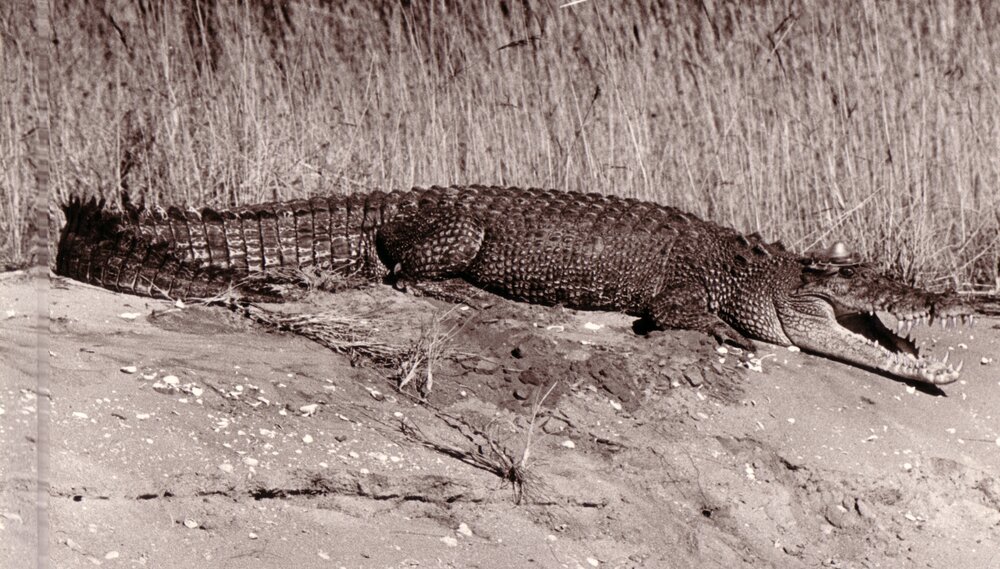 Crocodile with a Tracking Transmitter - Environmental Physics Expedition