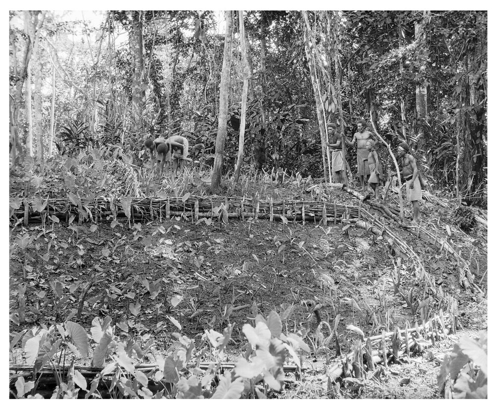 Planting Taro - Showing Garden Divisions