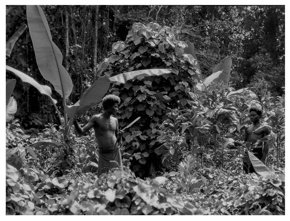 The Tobacco Garden - Muanelangalanga and Uvisi