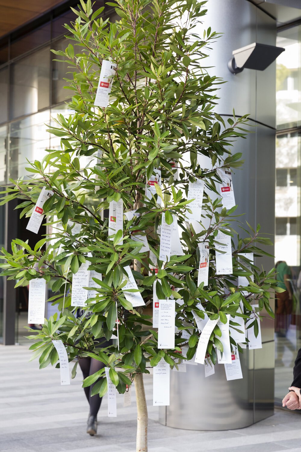 Message Tree at Charles Perkins Centre (CPC) Open Day