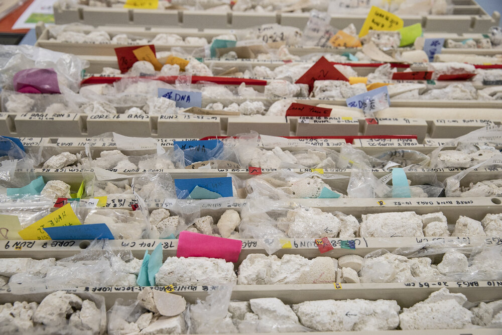 Coral Samples Taken at One Tree Island Research Station 