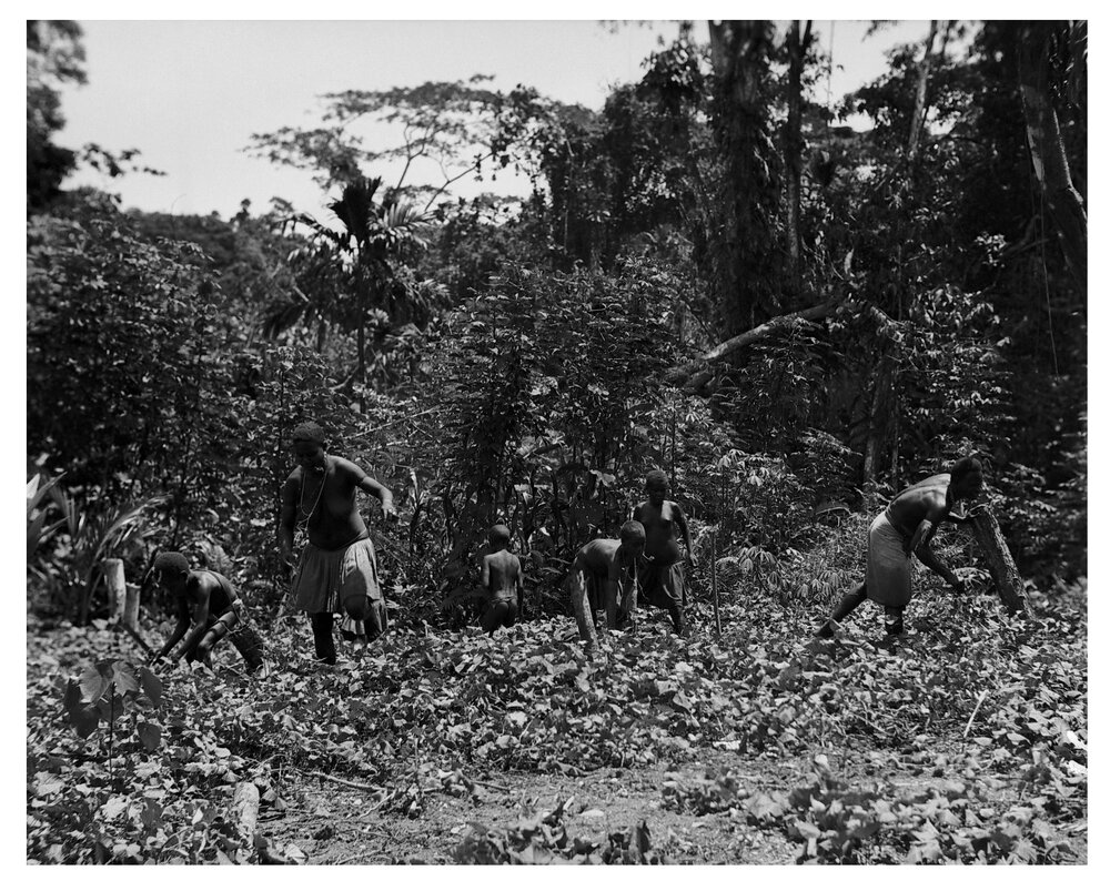 Collective Weeding of the Potato Patch