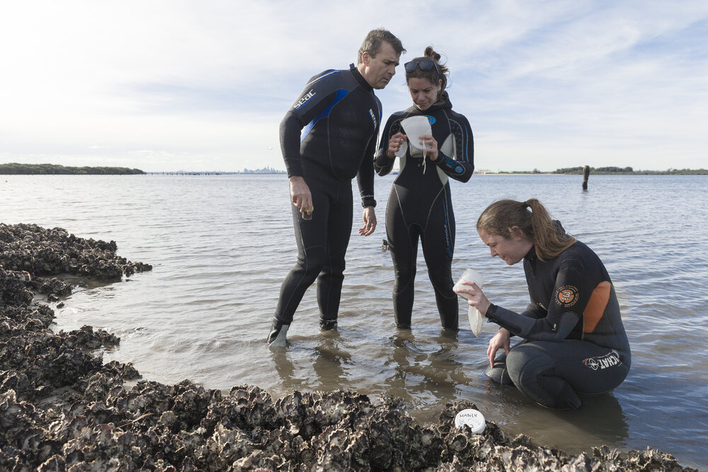 Sydney Harbour Oyster Reef Restoration Project by Sydney Institute of Marine Science (SIMS)