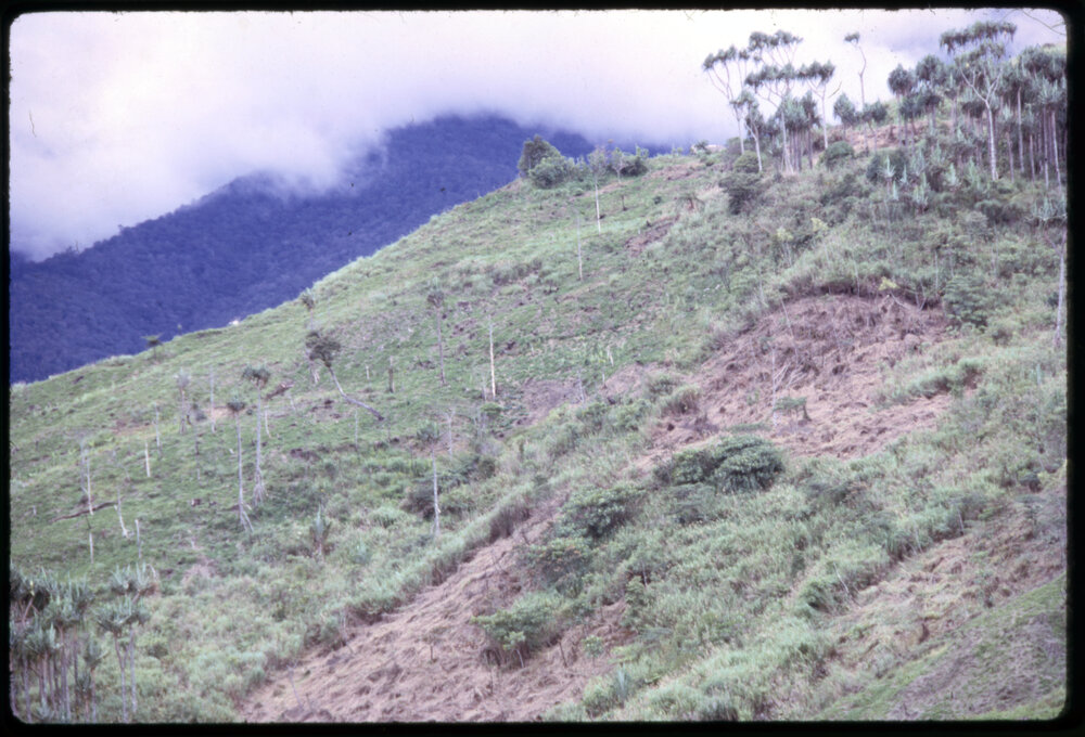 Garden, Papua New Guinea