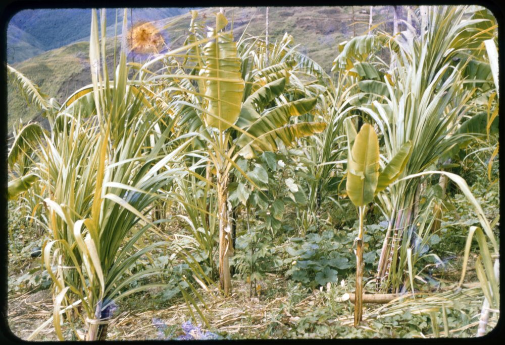Garden, Papua New Guinea