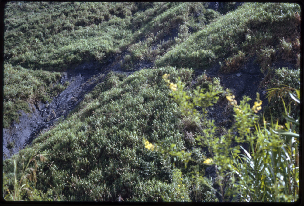 Grass and Shrub, Papua New Guinea