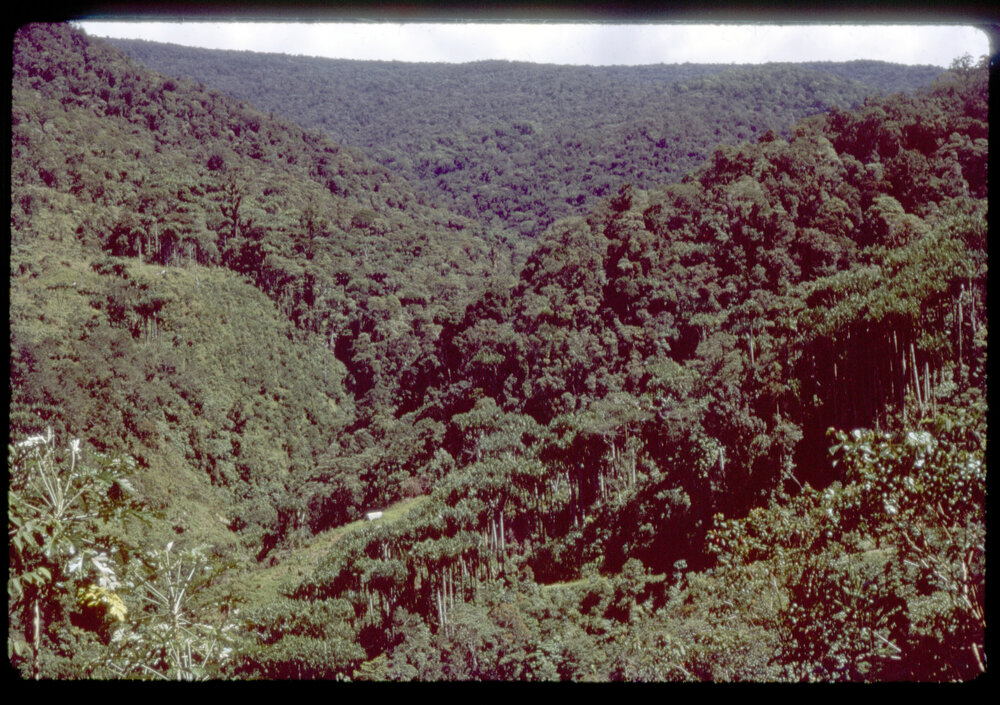 Forest, Papua New Guinea