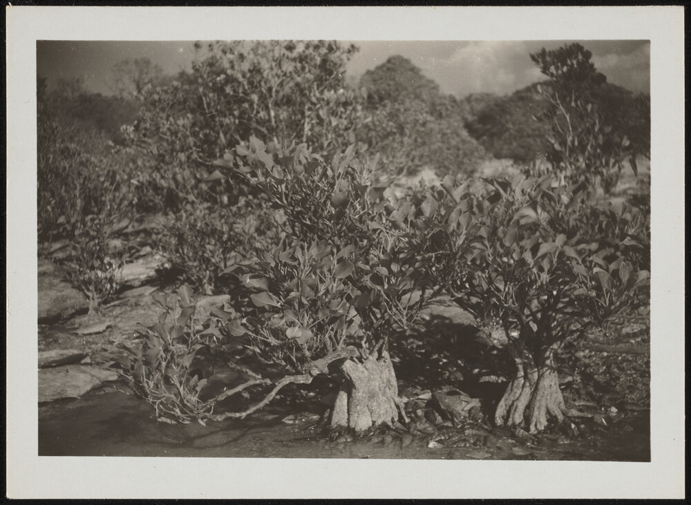 Mangroves at Nightcliff Darwin