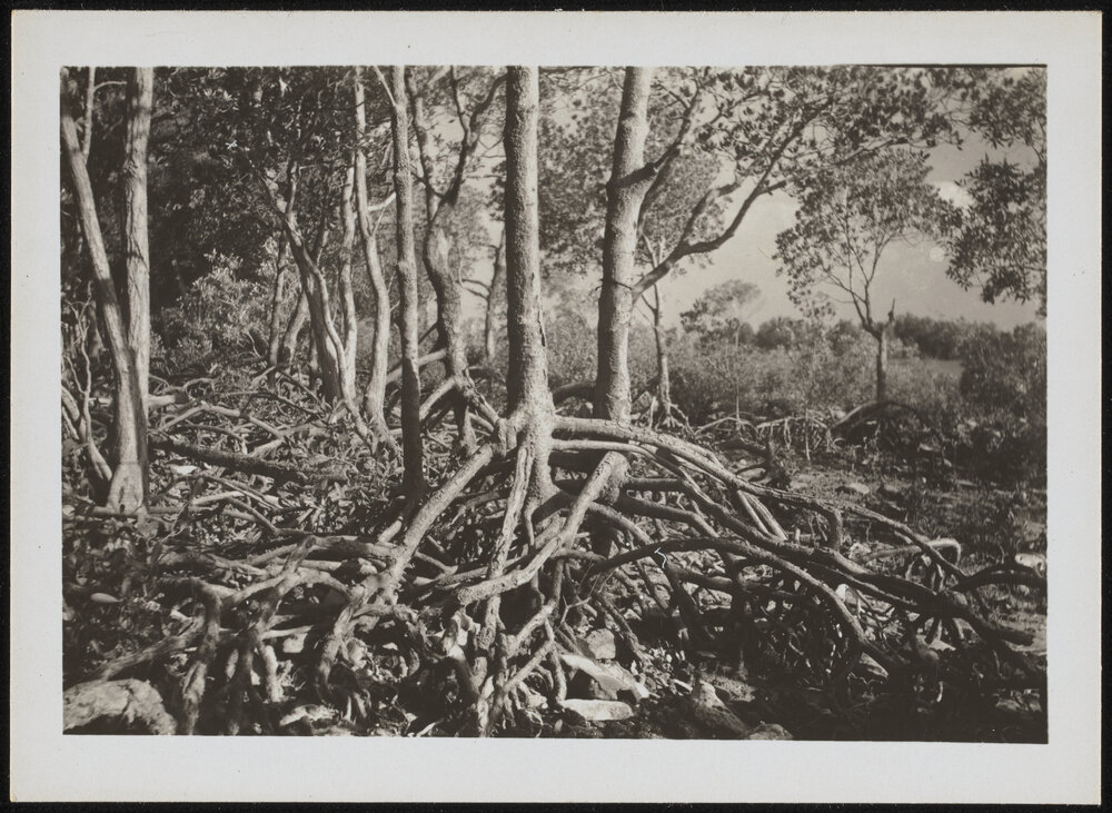 Aerial Roots of Rhizoplova Mucronata (Mangrove), Nightcliff Darwin