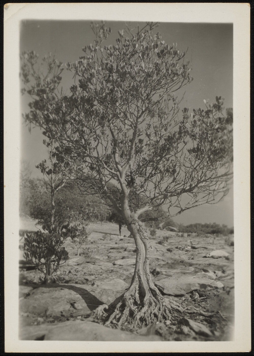 Ceriops Tagal, Nightcliff Darwin