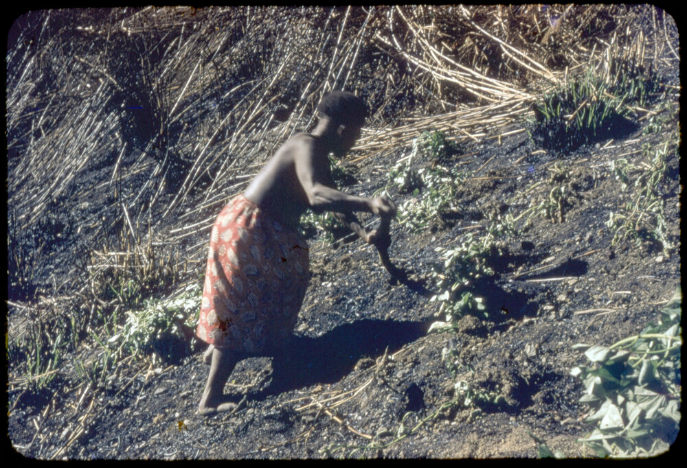 Geniam Planting Pots