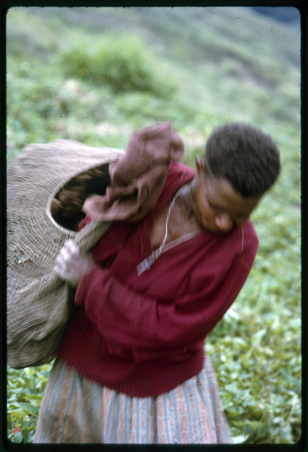 Woman Collecting Sweet Potatoes