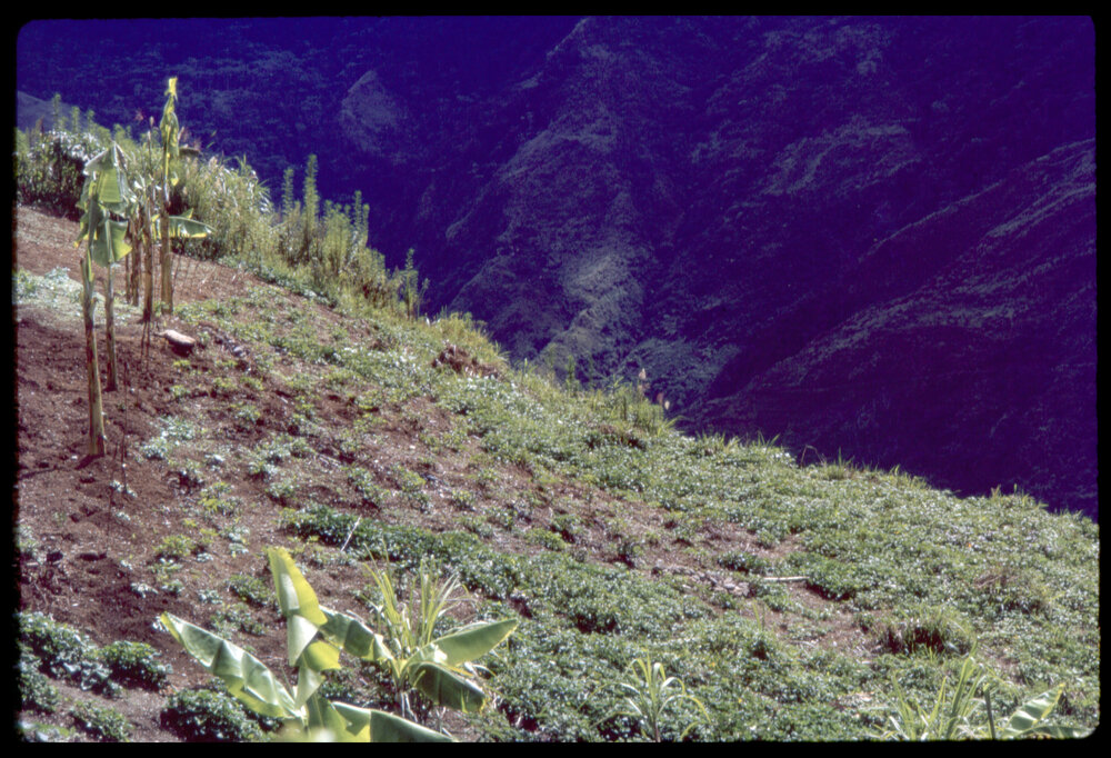 Mountainside, Papua New Guinea