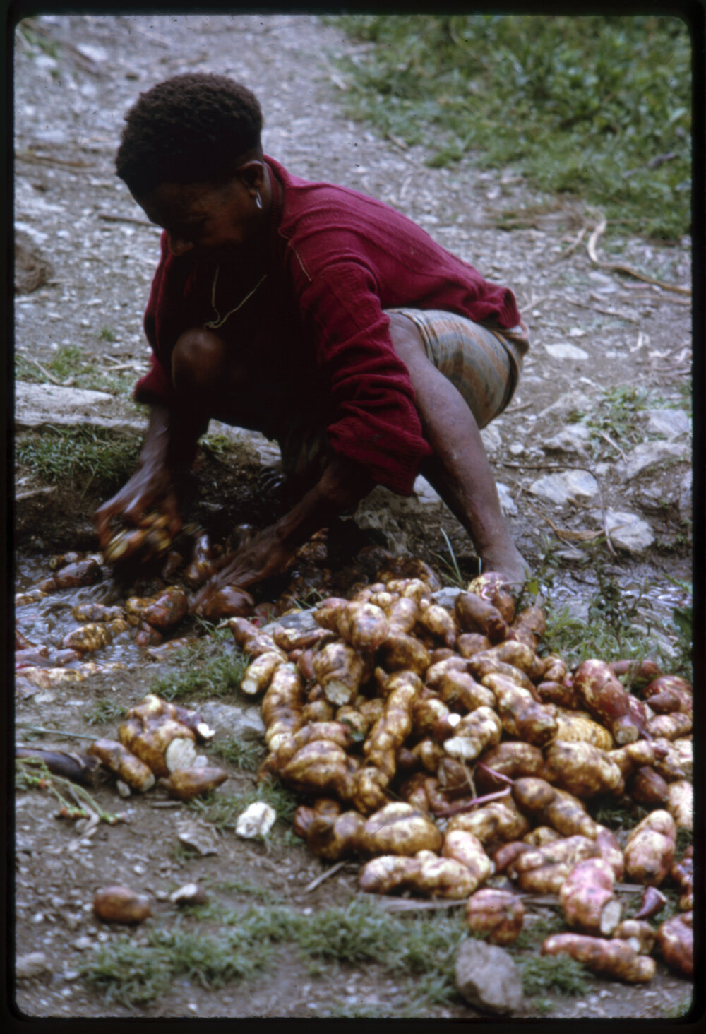 Woman Washing Sweet Potatoes