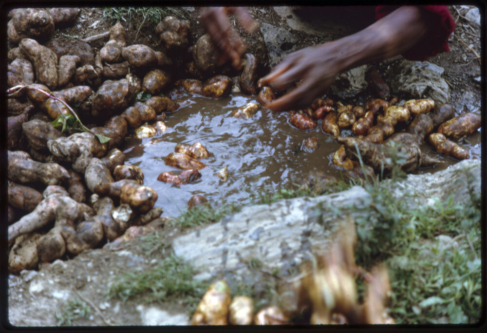 Woman Washing Sweet Potatoes