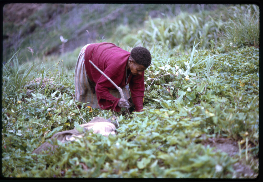 Woman Digging