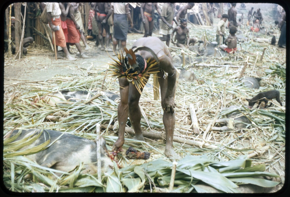 Man Preparing Pigs in Hamlet for Ceremony