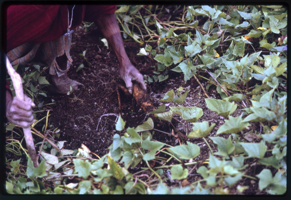 Woman Collecting Sweet Potatoes