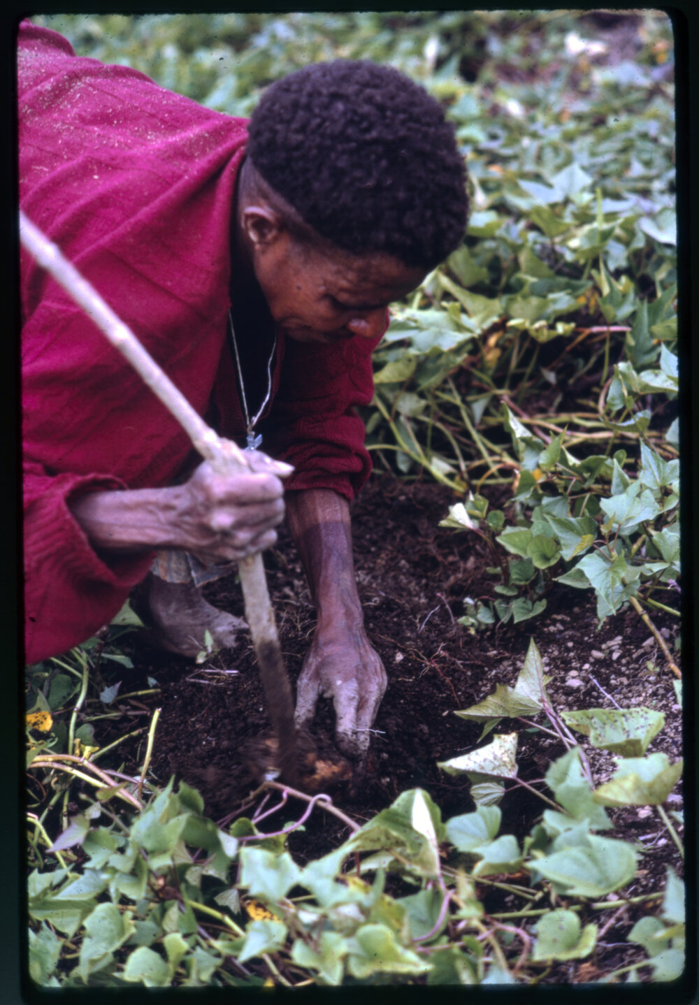 Woman Collecting Sweet Potatoes