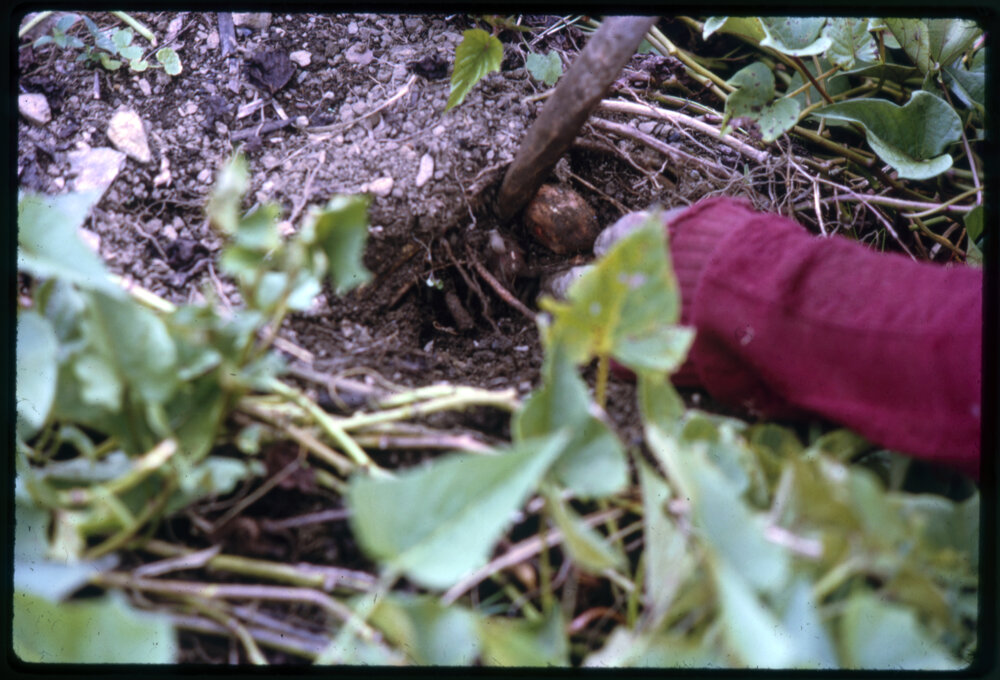 Woman Digging Sweet Potato Plants