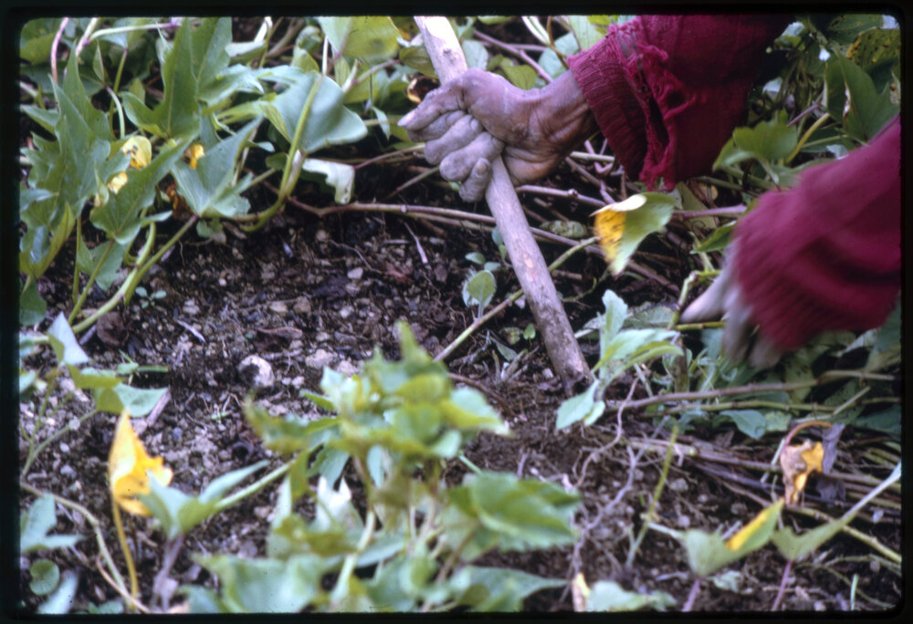 Woman Digging Sweet Potato Plants