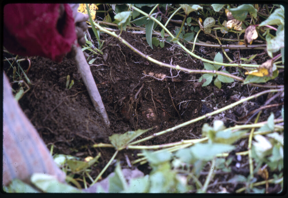 Woman Digging Sweet Potato Plants
