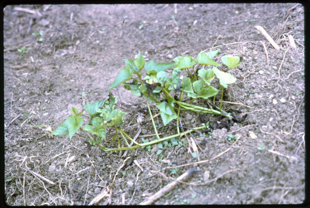 Sweet Potato Plant