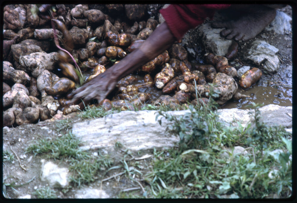 Woman Washing Sweet Potatoes