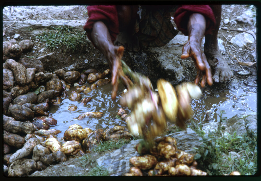 Woman Washing Sweet Potatoes