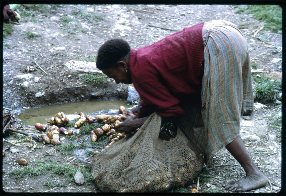 Woman Collecting Sweet Potatoes