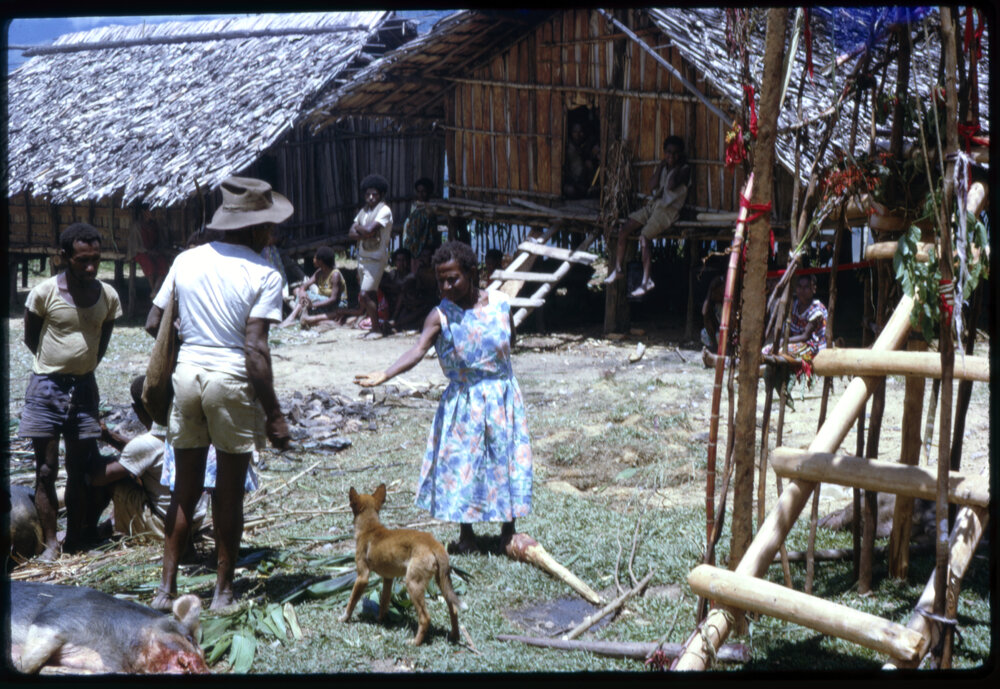 Group Preparing Pigs in Hamlet for Ceremony