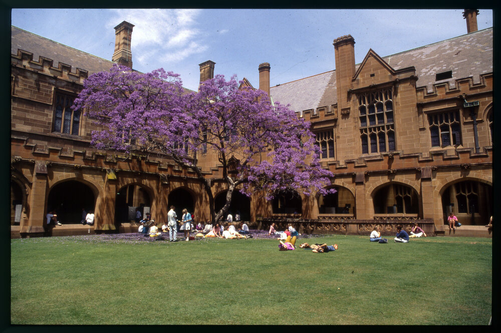 Students in the Quadrangle Sitting Under the Jacaranda Tree in Full Bloom