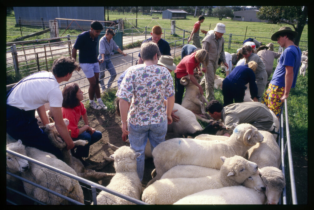 Veterinary Science Students in Pen with Sheep
