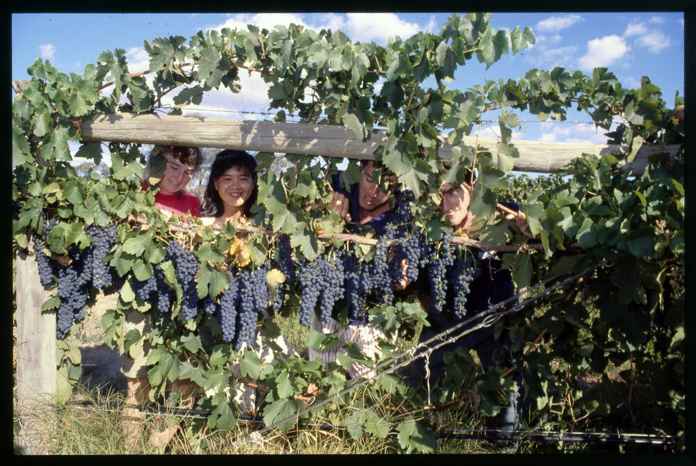 Science Students Under Grape Vine with Grapes
