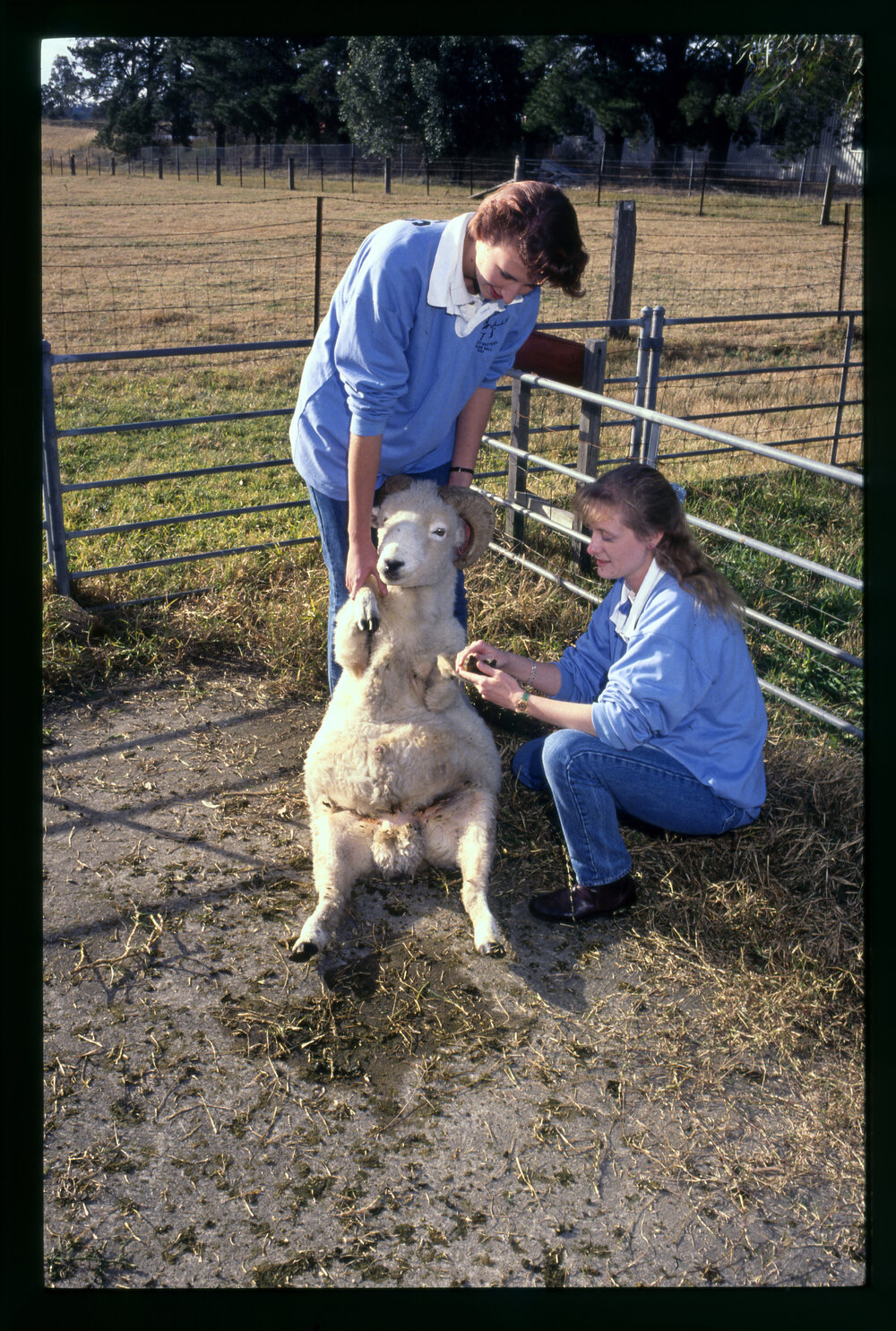 Two Women Students at Camden with a Ram