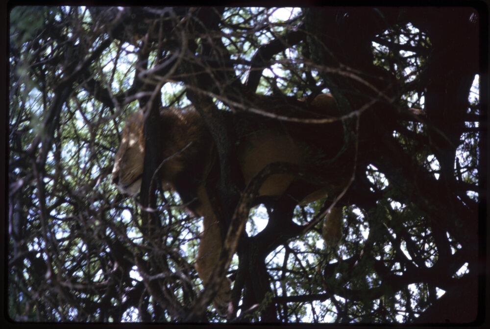 Lion in Tree