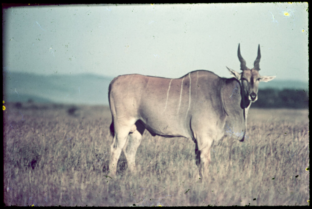 Greater Kudu