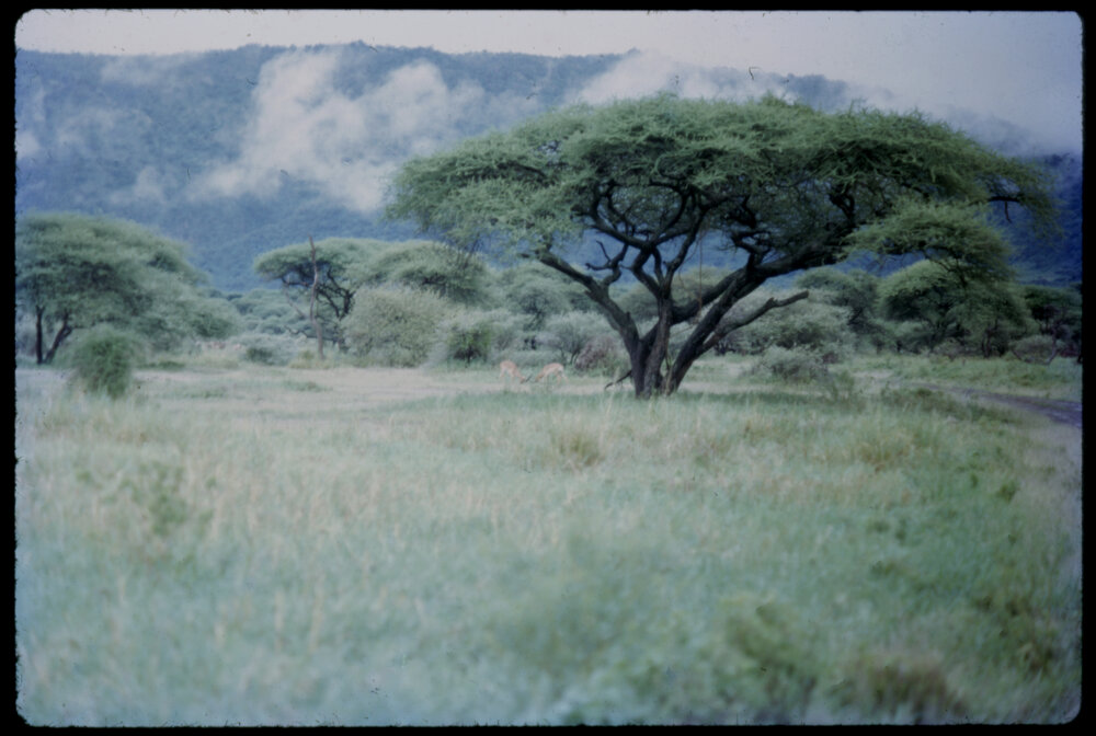 Safari, Greater Kudu in Distance