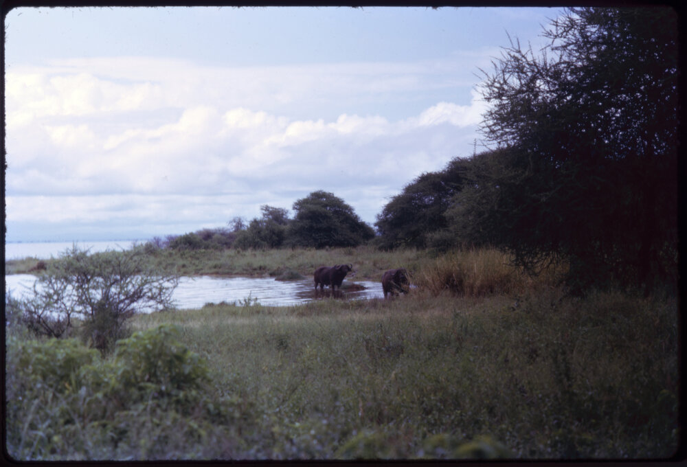 Water Buffalo