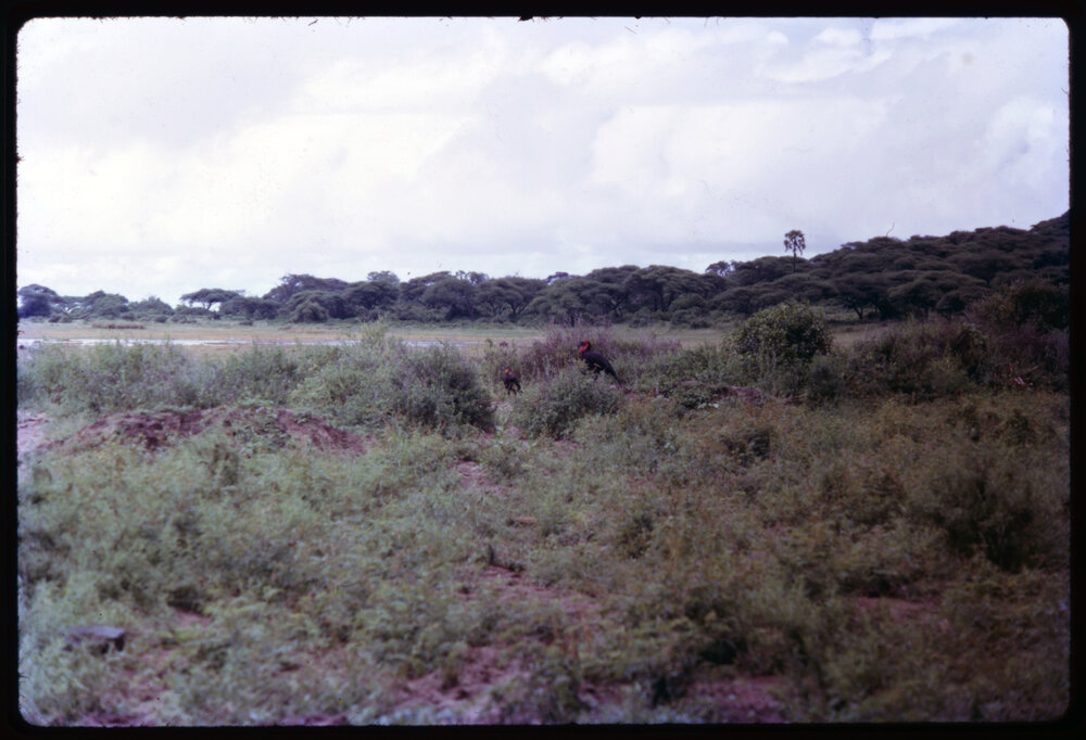 Southern Ground Hornbill