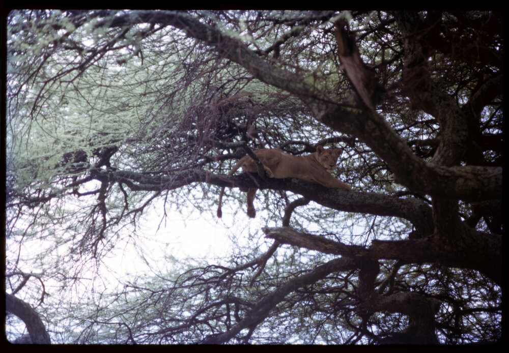Lioness in Tree