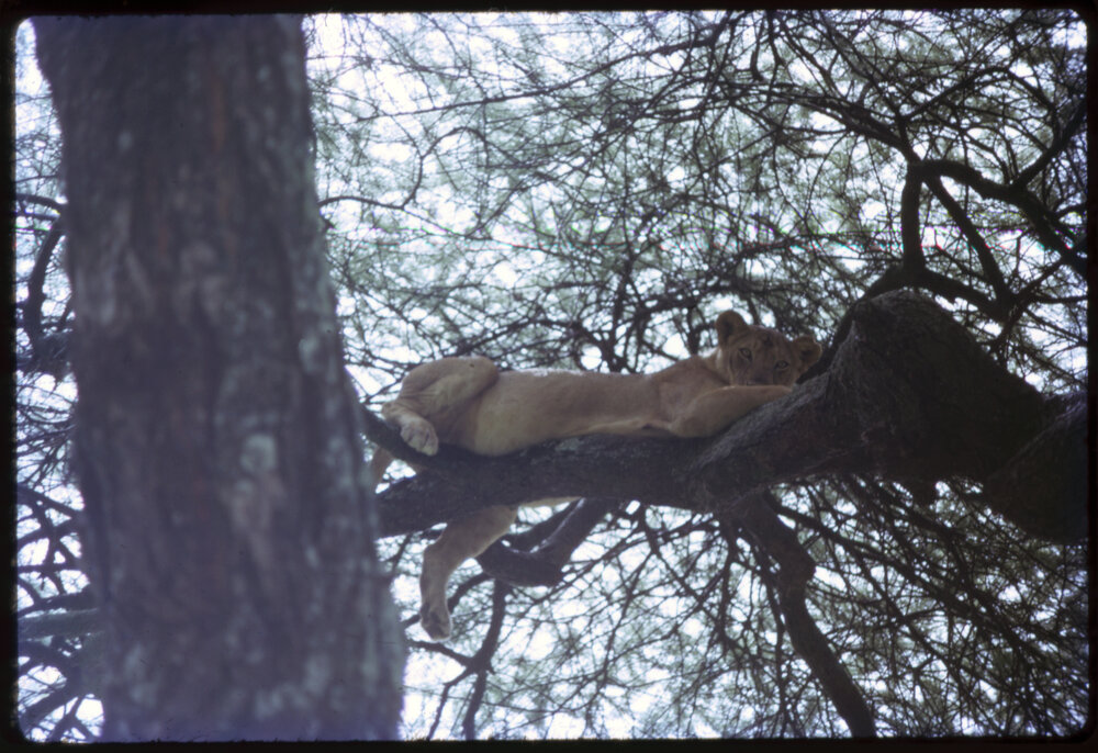 Lioness in Tree