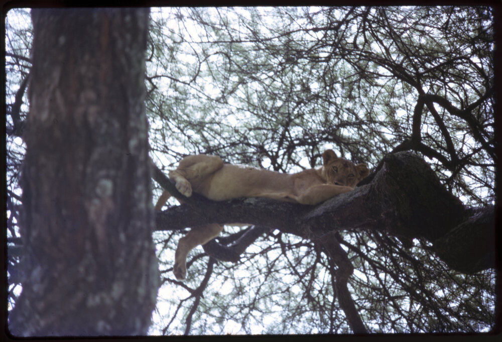 Lioness in Tree