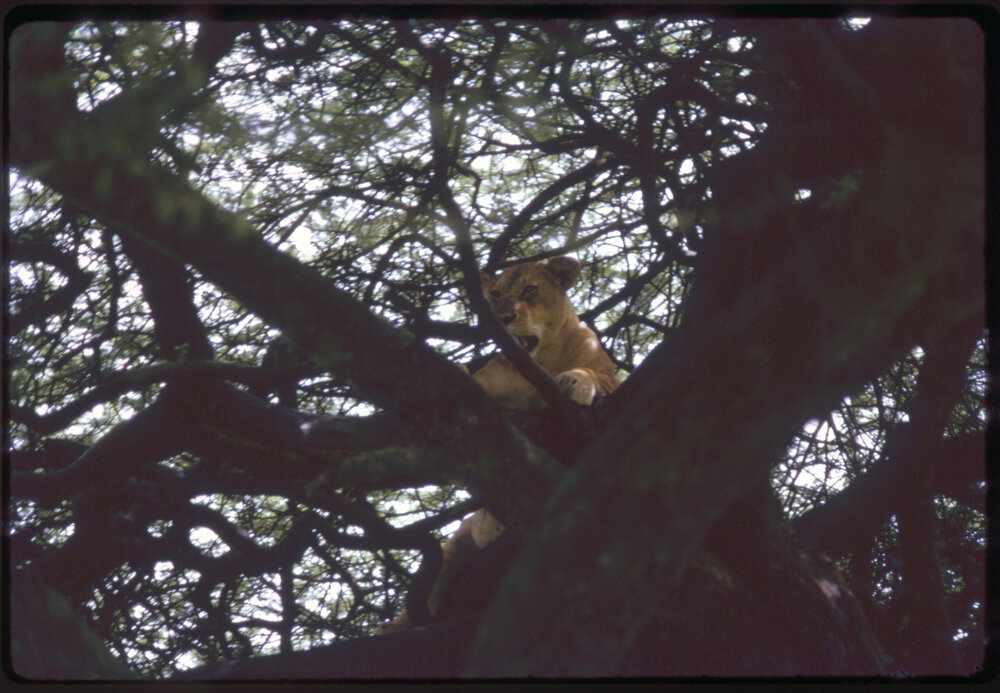 Lioness in Tree
