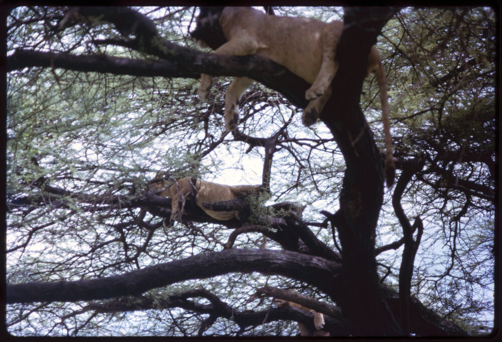 Lions in Tree