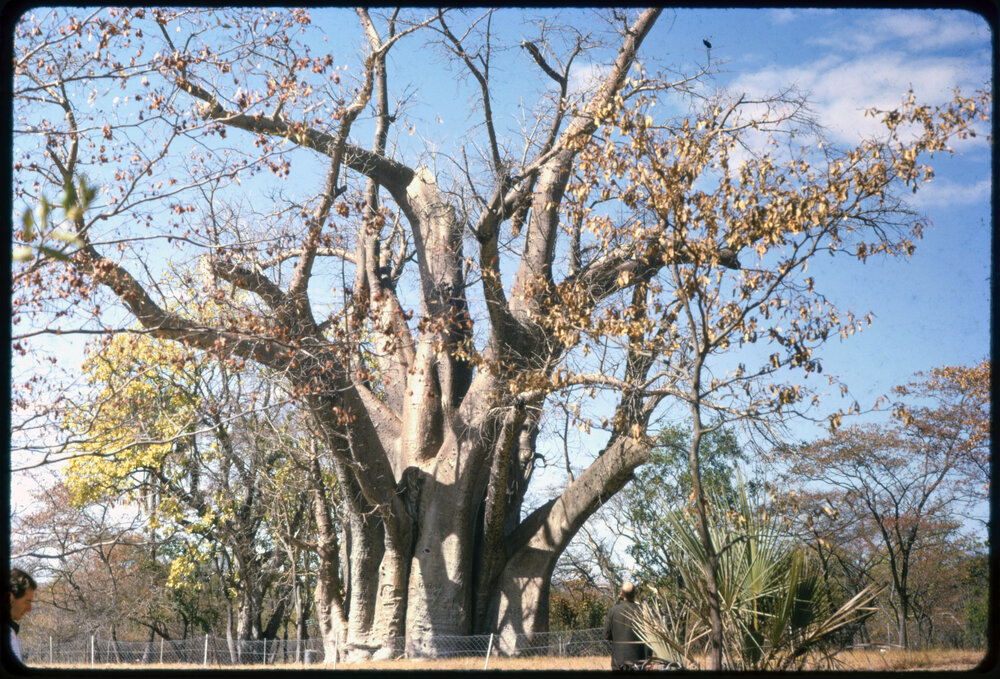 Baobab Tree