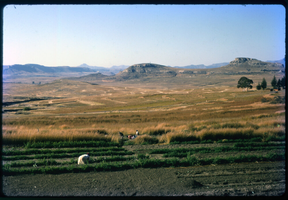 Fields with Mountains in Background