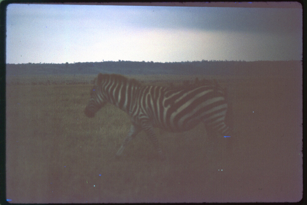 Zebra