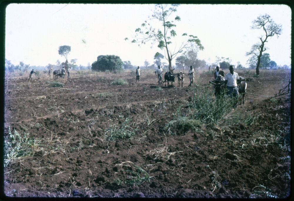 Men Ploughing Field