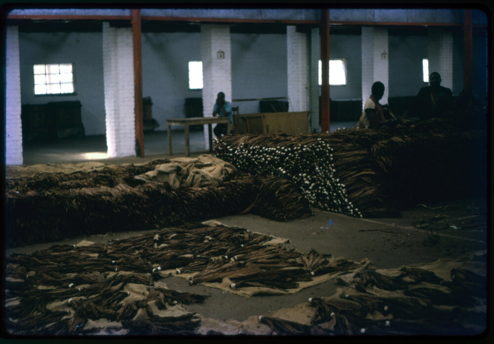 Bundles of Dried Tobacco Leaves